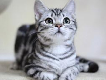 Cat deworming options: internal and external deworming vs separate deworming