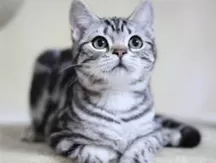 Cat deworming options: internal and external deworming vs separate deworming