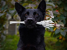 Pet owners must know about pet crises