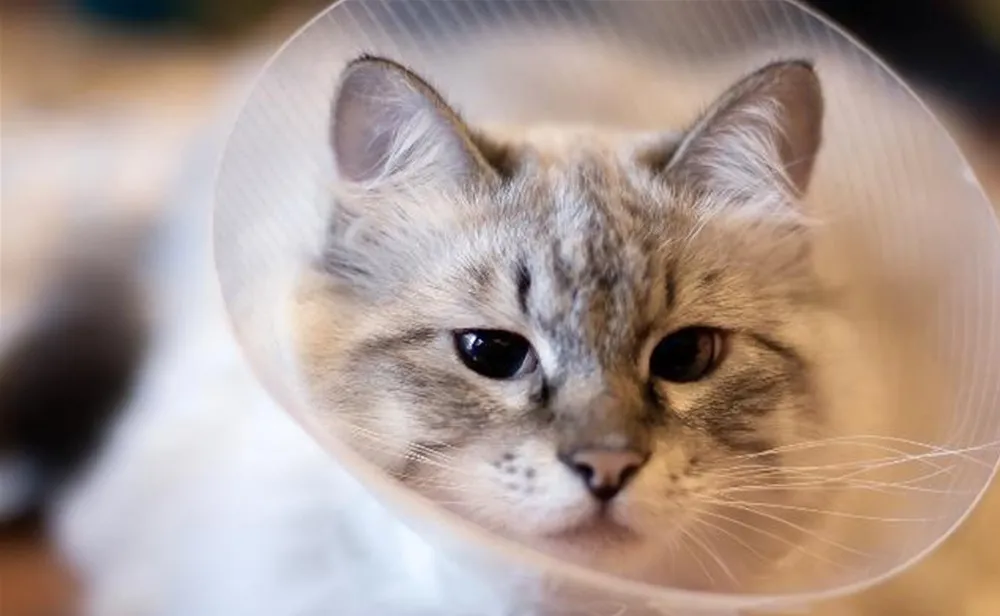 Signs your pet needs deworming and when to start treatment