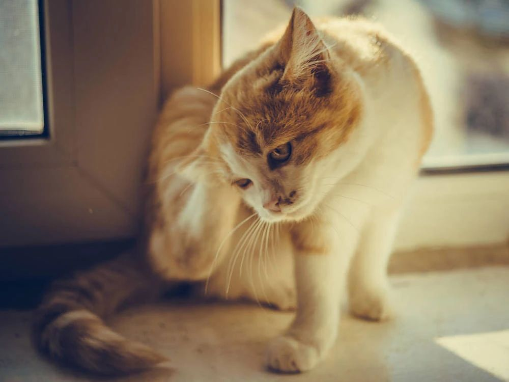 Complete analysis of cat ear mites from recognition to response