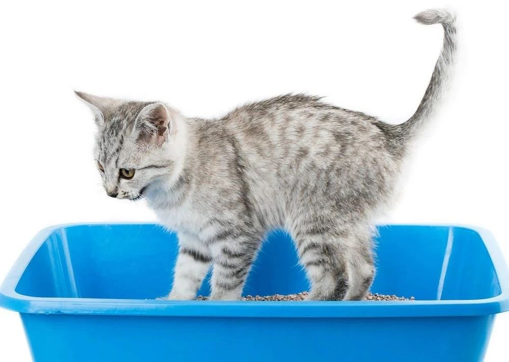 Analysis of Causes, Symptoms, and Treatment of Urinary Tract Infections in Cats