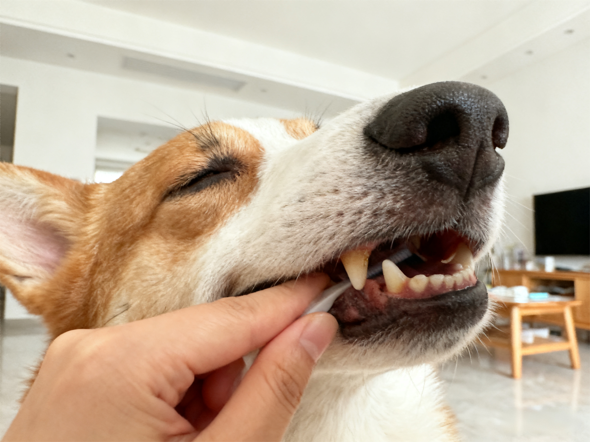 90% of Pet Owners Miss This! Dental Calculus in Pets Can Lead to Liver & Kidney Damage&mdash;3-Step At-Home Dental Care Works Wonders