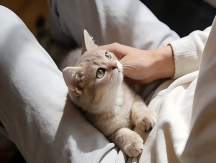 Why Do Kittens Love Staring at You? The Science Behind This Adorable Behavior