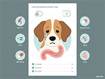 Canine Gastroenteritis: Symptoms, Causes, Treatments & Prevention for Pet Owners