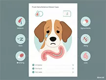 Canine Gastroenteritis: Symptoms, Causes, Treatments & Prevention for Pet Owners
