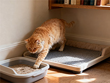 Caring for Feline Senior Citizens (15+ Years Old): A Comprehensive Guide to Compassionate End-of-Life Care