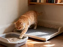 Caring for Feline Senior Citizens (15+ Years Old): A Comprehensive Guide to Compassionate End-of-Life Care