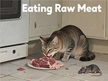 5 Ways Your Pet Could Get Worms​