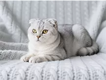 Scottish Fold eared Cat The Fold Grinding Behind its Cute Appearance