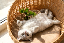 Why Doesn&rsquo;t Your Kitten Meow Much? Exploring the Reasons Behind Feline Silence