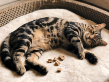 The Importance of Gastrointestinal Care for Cats: Safeguard Your Feline&rsquo;s Core Health