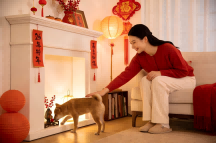 Spring Festival Pet Guide: How Do Dogs and Cats Cope with Firecracker Noise & Hometown Environment Changes?
