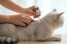 Combo Dewormer Review: Real-World Effect Test of Popular Cat Products
