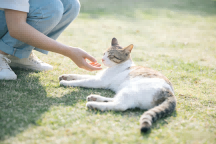 How Often Should You Deworm Your Cat Externally? A Complete Guide for Pet Owners