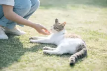 How Often Should You Deworm Your Cat Externally? A Complete Guide for Pet Owners