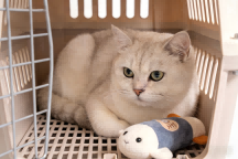 Spring Festival Hometown Trip Pet Guide: Long-Distance Transport Stress & Nutrition Supplement