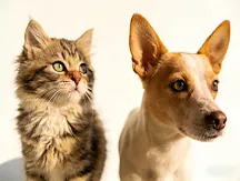 Best Time for a Puppy/Kitten&rsquo;s First Deworming: How Soon After 4 Weeks? Key Safety Guidelines