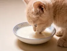 Nutritional Supplements for Young Pets: Milk Powder, Calcium, Probiotics &mdash; Which Are Necessary?