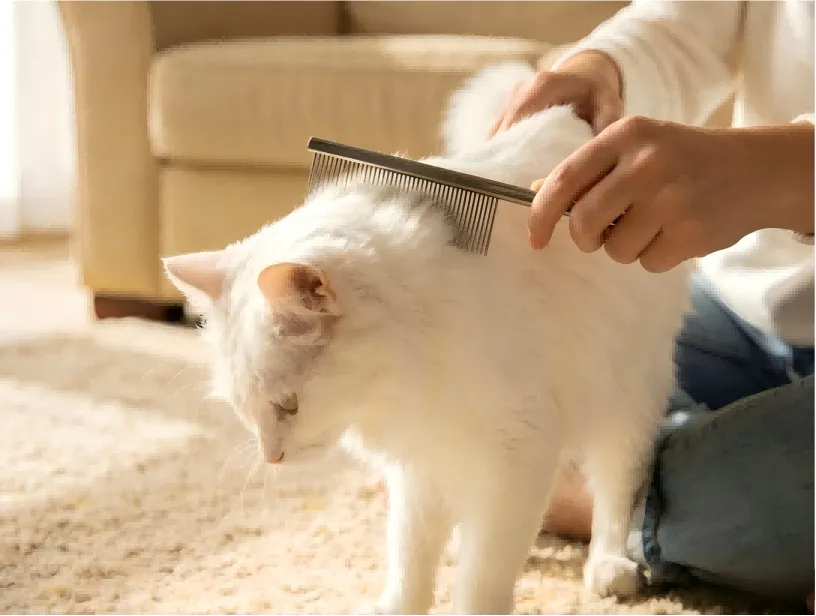 Spring Flea & Tick Peak Season: Comprehensive Pet Parasite Protection Guide