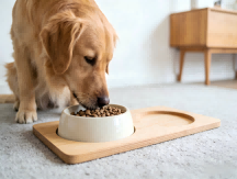 Pregnancy Nutrition Guide for Pets: Precise Supplementation of Folic Acid, Calcium & Protein