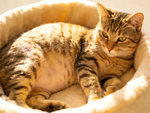 Can Pregnant & Lactating Pets Be Dewormed? Vet-Recommended Safe Deworming Plan by WERVIC