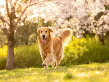 Senior Dogs & Cats Showing Joint Warning Signs? WERVIC Export-Grade BoneLive Chews: High-Dose Glucosamine Formula Restores Your Pet&rsquo;s Mobility