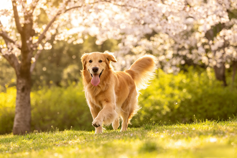 金毛犬骨骼健康图生成.png