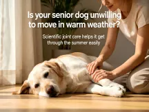 Elderly Dogs Refuse Activity in Hot Weather: Scientific Joint Care for a Comfortable Summer