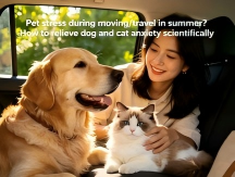 Pet Stress from Summer Moving & Travel: Scientific Ways to Ease Canine & Feline Anxiety