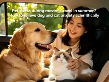 Pet Stress from Summer Moving & Travel: Scientific Ways to Ease Canine & Feline Anxiety