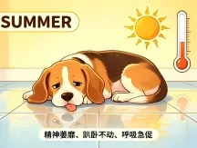 Heatstroke Peak in July: Early Warning Signs, First Aid & Scientific Cooling Guide for Dogs and Cats