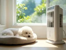 Pets Prone to "Air-Conditioning Syndrome" in July: Key Care Points for Respiratory Sensitivity & Joint Chill