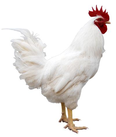 News - 2021-2025 China broilers development direction