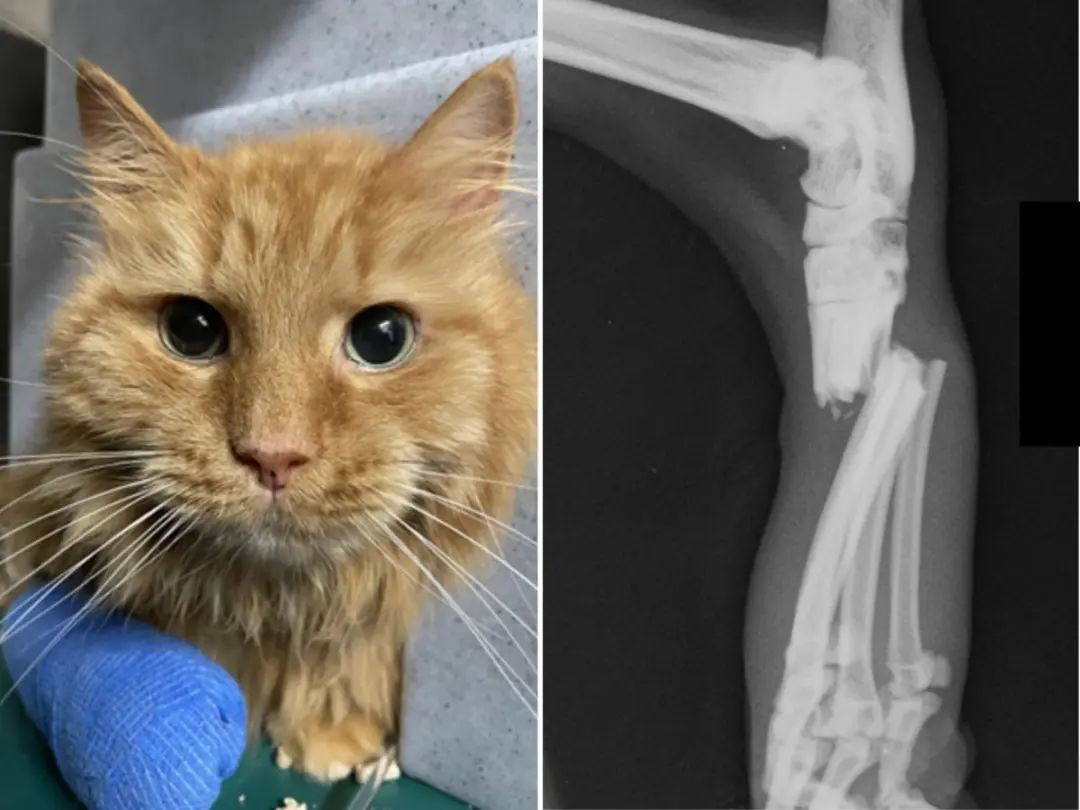 Cat broken leg treatment hot sale
